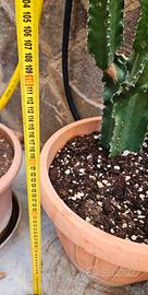 Cactus in perfette condizioni 