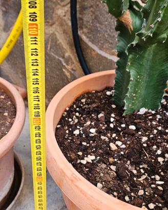 Cactus in perfette condizioni 