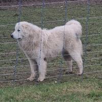 Cuccioli pastore maremmano abruzzese pedigree enci