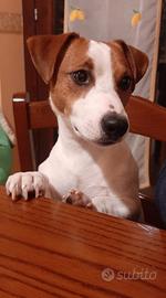 Jack Russell