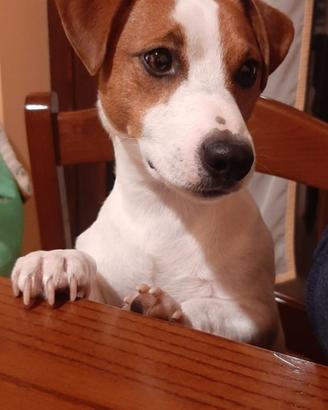 Jack Russell