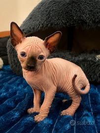 Cuccioli Sphynx Pedigree
