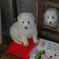 Cuccioli pastore maremmano
