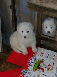 Cuccioli maremmano non puri