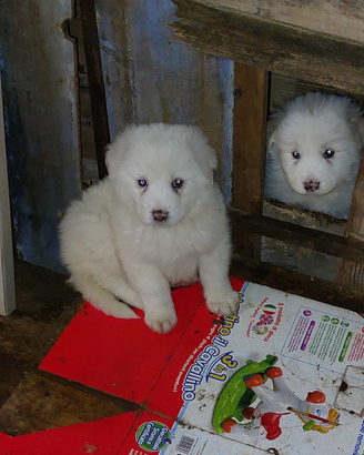 Cuccioli pastore maremmano