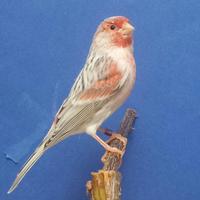 Canarini Agata pastello rosso mosaico