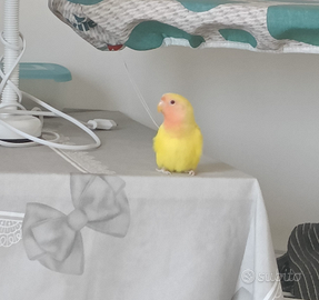 Pappagallo inseparabile