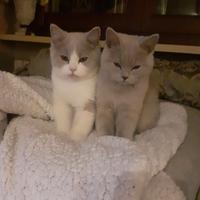 British Shorthair Cucciola