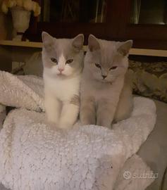 British Shorthair Cucciola