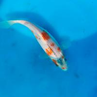 Carpa koi karashigoi
