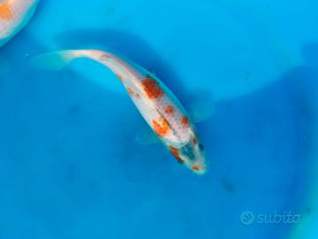 Carpa koi karashigoi