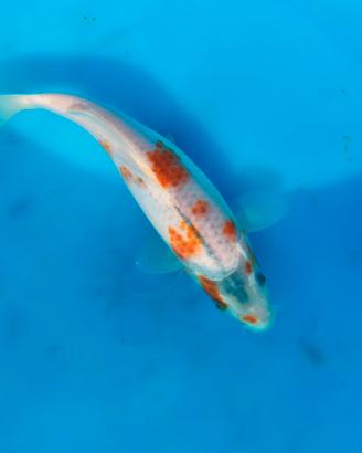 Carpa koi karashigoi