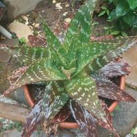 pianta grassa succulenta 