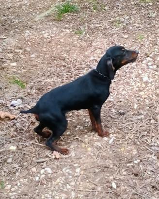 Cane da Cinghiale