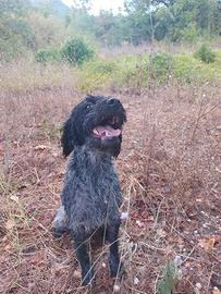 Cane da tartufo