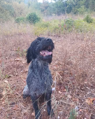 Cane da tartufo