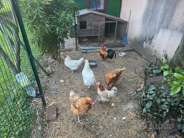 Galline ovaiole simpatiche