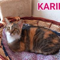 Karina, dolce micia tricolore in adozione