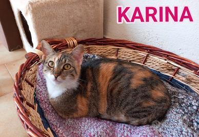 Karina, dolce micia tricolore in adozione