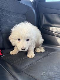 Cucciolo pastore maremmano