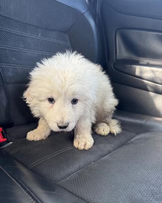 Cucciolo pastore maremmano