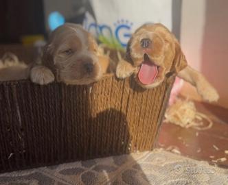Cocker spaniel fulvo
