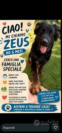 Cane corso mix pastore tedesco