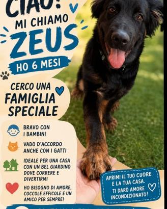 Cane corso mix pastore tedesco