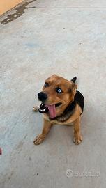 Cane giocherellone incrocio pastore/husky