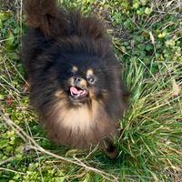 Giovane femmina Pomerania