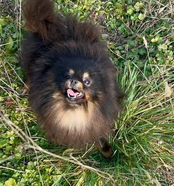 Giovane femmina Pomerania