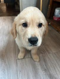 Cucciolo Golden retriever con pedigree