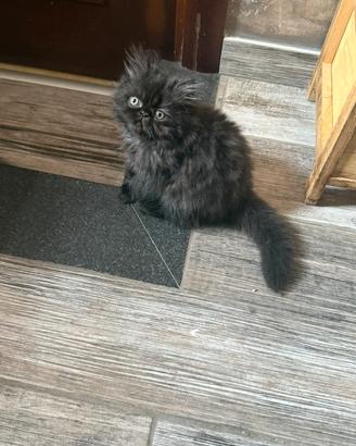 Gatto persiano