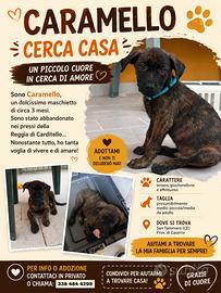 Cucciolo maschio 3 mesi