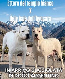 Cuccioli dogo argentino