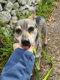 Dolce taglia piccola piccola