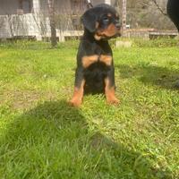 Cucciola rottweiler