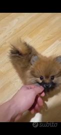 Spitz di Pomerania toy