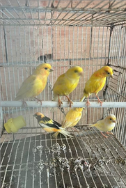 Canarini spagnoli
