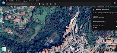 Uliveto con rudere