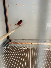 Cardinalini del Venezuela