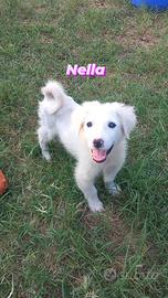 Cuccioli 3 mesi taglia medio contenuta