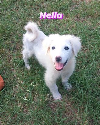 Cuccioli 3 mesi taglia medio contenuta