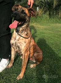 Rura, cane femmina incrocio boxer-corso