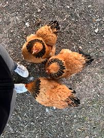 Galline ornamentali razza Brahama