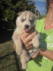 Cuccioli siberian husky