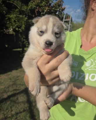 Cuccioli siberian husky