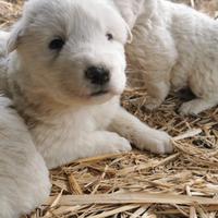 Cuccioli di Pastore Maremmano