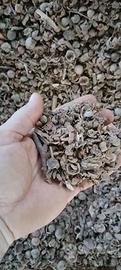 Alternativa al pellet da gusci di nocciole