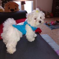 Cucciolo maltese tre mesi